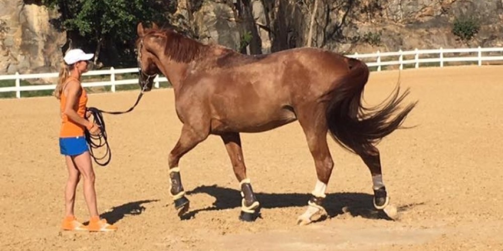 Una jineta abandon&oacute; los Juegos Ol&iacute;mpicos para cuidar a su caballo